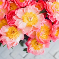 Coral Charm Peony -Fast Growing Trees COral Charm Peony 6 FGT