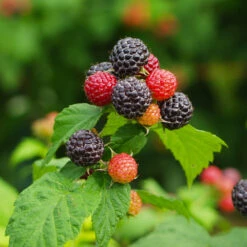 Cumberland Black Raspberry -Fast Growing Trees CUmberland Black RAspberry 1 FGT