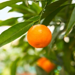 California Honey Mandarin Tree -Fast Growing Trees California Mandarin 3