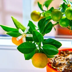 Calamondin Tree -Fast Growing Trees Calomondin 5