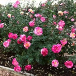 Camille Pissarro™ Rose -Fast Growing Trees Camille Pissarro 3