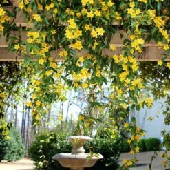 Fast Growing Trees -Fast Growing Trees Carolina Jessamine Yellow Jasmine 6 FGT