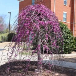 Cascading Hearts Redbud Tree -Fast Growing Trees CascadingHEarts Redbud 4