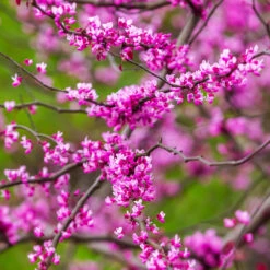 Cascading Hearts Redbud Tree -Fast Growing Trees Cascading Hearts Redbud 3