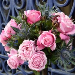 Cathedral Bells Rose -Fast Growing Trees Cathedral Bells Rose Tree 2