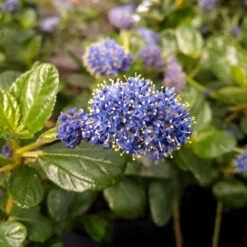Yankee Point California Lilac -Fast Growing Trees Ceanothus Yankee Point 1
