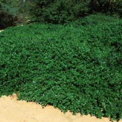 Yankee Point California Lilac -Fast Growing Trees Ceanothus Yankee Point 5