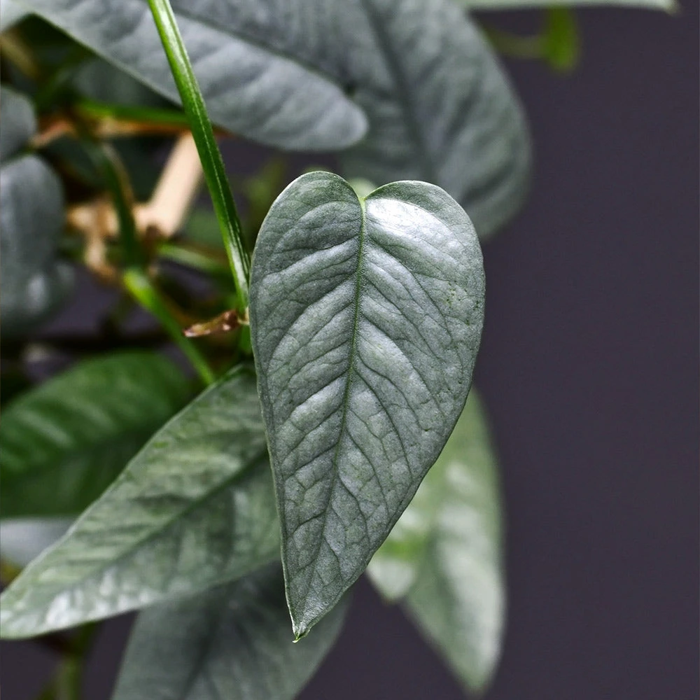 Cebu Blue Pothos 4 Cebu Blue Pothos - Image 2