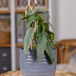 Cebu Blue Pothos 9 Cebu Blue Pothos -Fast Growing Trees Cebu Blue Pothos 3