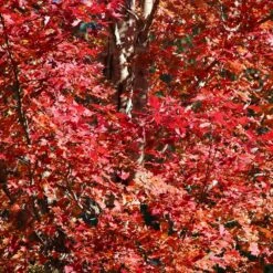 Celebration Maple Tree -Fast Growing Trees Celebration Maple 2 FGT