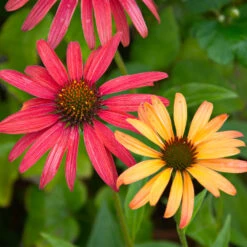Cheyenne Spirit Echinacea (Coneflower) 9 Cheyenne Spirit Echinacea (Coneflower) -Fast Growing Trees Cheyenne SPirit Coneflower 4