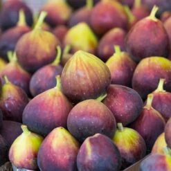 Assorted Figs - USDA Organic -Fast Growing Trees Chicago Hardy Fig 3 FGT d1afeef5 e8cb 44a8 8623 c33ef353c834