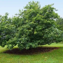 Chinese Chestnut Tree -Fast Growing Trees Chinese Chestnut 9