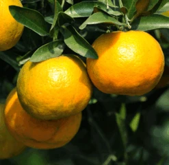 Chinotto Sour Orange Tree -Fast Growing Trees Chinotto Sour Orange Tree 450 D1