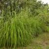 Citronella Grass (Cymbopogon Nardus) -Fast Growing Trees Citronella GRass FGT 600x600 b10313b7 b834 4295 9524 780e9024abec