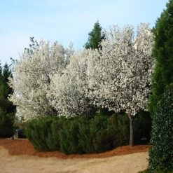 Cleveland Pear Tree -Fast Growing Trees Cleveland Pear 2 FGT
