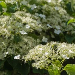 Climbing Hydrangea 7 Climbing Hydrangea -Fast Growing Trees Climbing Hydrangea 2