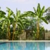 Cold Hardy Banana Tree -Fast Growing Trees Cold Hardy Banana Tree FGT 600x600 2d27ad16 d574 4d6a 8669 7a29af9ca83c