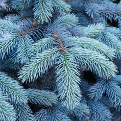 Colorado Blue Spruce Tree 9 Colorado Blue Spruce Tree -Fast Growing Trees Colorado BLue Spruce 1 FGT