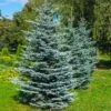 Colorado Blue Spruce Tree -Fast Growing Trees Colorado BLue Spruce 600x600 FGT