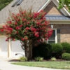 Colorama™ Scarlet Crape Myrtle Tree -Fast Growing Trees Colorama Scarlet Crape Myrtle 600x600 afbc3937 6cc8 417b aeb9 6db3e639e351