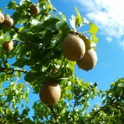Comice Pear Tree -Fast Growing Trees Comice Pear 4 FGT 6ddd185e 0290 4011 8ba5 2134152f5e67