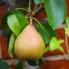 Comice Pear Tree -Fast Growing Trees Comice Pear FGT 600x600 60b83431 5172 4869 a985 6d5b77fbab58