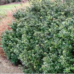 Fast Growing Trees -Fast Growing Trees Compacta Holly 1