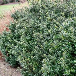 Fast Growing Trees 26 Compacta Japanese Holly Shrub