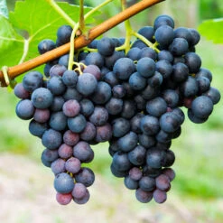 Concord Grape 9 Concord Grape -Fast Growing Trees Concord Grape 1 FGT