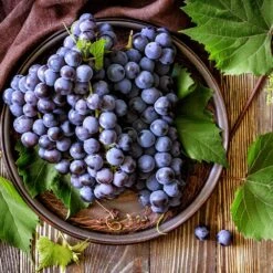 Concord Grape 10 Concord Grape -Fast Growing Trees Concord Grape 6 FGT