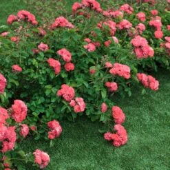 Coral Drift® Rose -Fast Growing Trees Coral Drift Rose 2 FGT