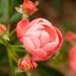 Coral Knock Out® Rose Shrub -Fast Growing Trees Coral Knockout Rose 2 FGT