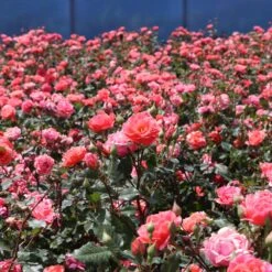 Coral Knock Out® Rose Shrub -Fast Growing Trees Coral Knockout Rose 3 FGT