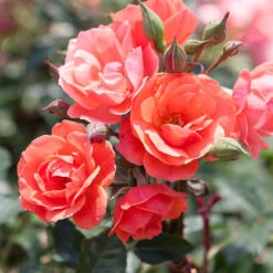 Coral Knock Out® Rose Tree -Fast Growing Trees Coral Knockout Rose Tree 1