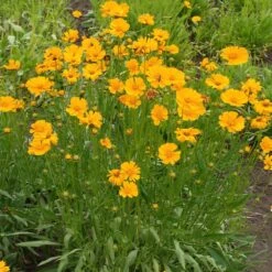 Nana Coreopsis (Tickseed) Plant -Fast Growing Trees Coreopsis Nana 1