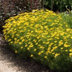 Threadleaf Coreopsis Plant 7 Threadleaf Coreopsis Plant -Fast Growing Trees Coreopsis Zagreb 4