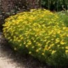 Threadleaf Coreopsis Plant 1 Threadleaf Coreopsis Plant -Fast Growing Trees Coreopsis Zagreb FGT 600x600 508dfc5b 31d0 4725 bf88 cbef6fa5488c