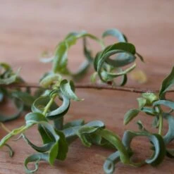 Corkscrew Willow Tree -Fast Growing Trees Corkscrew Willow 2