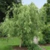 Corkscrew Willow Tree 2 Corkscrew Willow Tree -Fast Growing Trees Corkscrew Willow FGT 600x600 98e00d96 a189 43b0 87e6 dd2ecee62aac