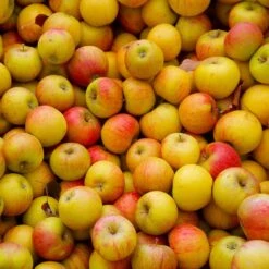 Cox's Orange Pippin Apple Tree -Fast Growing Trees Coxs Orange Pippen 2