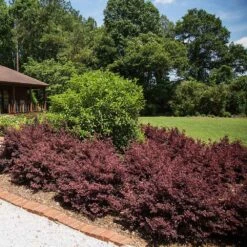 Crimson Fire™ Loropetalum -Fast Growing Trees Crimson Fire Loropetalum 3