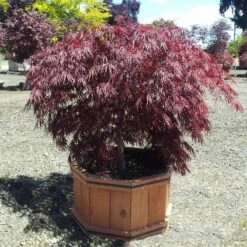 Crimson Queen Japanese Maple -Fast Growing Trees Crimson Queen Japanese Maple 1