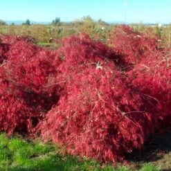 Crimson Queen Japanese Maple -Fast Growing Trees Crimson Queen Japanese Maple 2