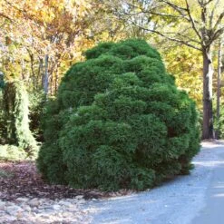 Cryptomeria 'Globosa Nana' Shrub -Fast Growing Trees Cryptomeria Radicans 1 5a013f2a 9f79 4f42 98de 73ba60d03d17
