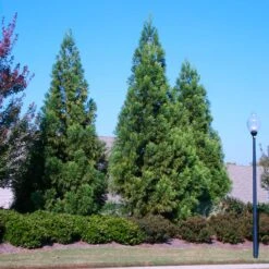 Cryptomeria Radicans -Fast Growing Trees Cryptomeria Radicans 2