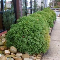 Cryptomeria 'Globosa Nana' Shrub -Fast Growing Trees Cryptomeria Radicans 2 3165d994 5f65 4559 9565 a9ab498ac1dd