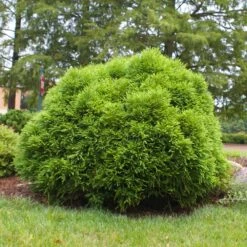 Cryptomeria 'Globosa Nana' Shrub -Fast Growing Trees Cryptomeria Radicans 3