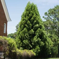 Cryptomeria Radicans -Fast Growing Trees Cryptomeria Radicans 5