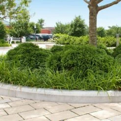 Cryptomeria 'Globosa Nana' Shrub -Fast Growing Trees Cryptomeria Radicans 5 1b1b9abd 7f86 4bef bc80 cb1e72effa46